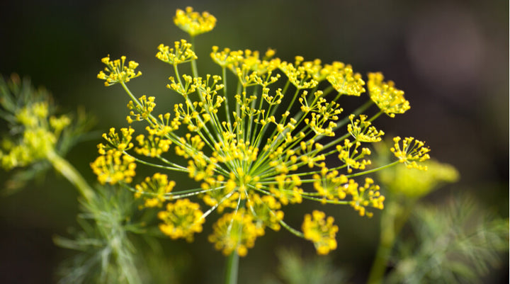 Fennel Flower Seeds for Planting – Heirloom Non-GMO, High Germination Organic Garden Seeds, Pollinator Friendly