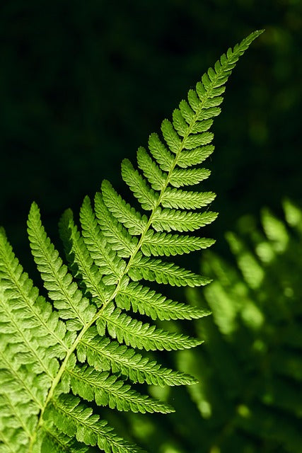 Green Fern Spore Flower Seeds for Planting – Heirloom, Non-GMO, High Germination Organic Garden Seeds