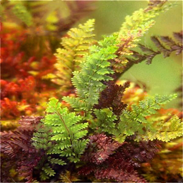 Mixed Colour Fern Pteridophyta Seeds for Planting – Heirloom Non-GMO High Germination Organic Garden Seeds