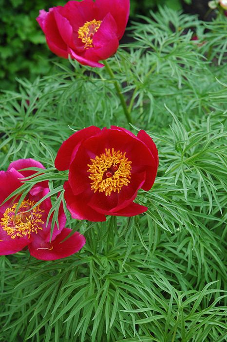 Fern Leaf Peony Flower Seeds for Planting | Heirloom Non-GMO High Germination Organic Garden Seeds