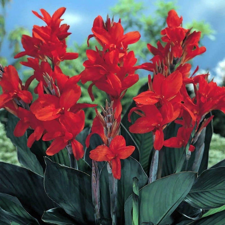 Red Canna Flower Seeds for Planting – Heirloom, Non-GMO &amp; High Germination Organic Garden Seeds
