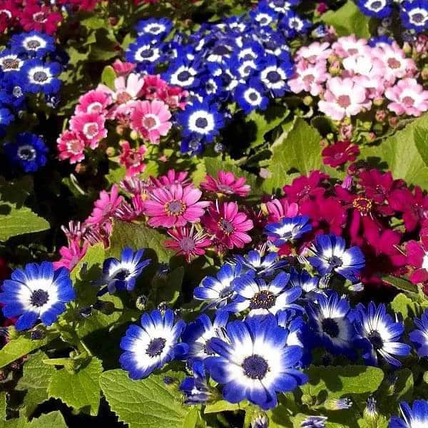 Purple Mixed Cineraria Flower Seeds for Planting – Heirloom, Non-GMO, Long Bloom Season, High Germination