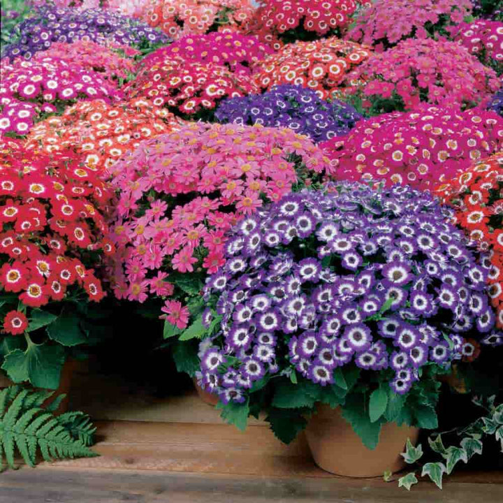 Purple Mixed Cineraria Flower Seeds for Planting – Heirloom, Non-GMO, Long Bloom Season, High Germination