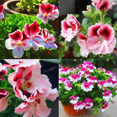 Flower Seeds, Seeds,Seeds For Planting,Plant Seeds