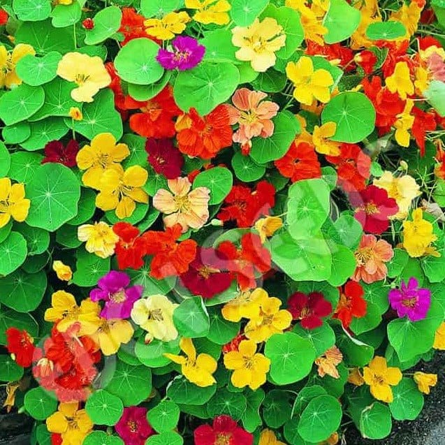 Multi Nasturtium Flower Seeds for Planting – Heirloom, Non-GMO, Shade Tolerant, High Germination