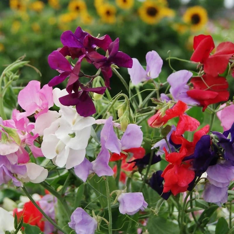 Mixed Sweet Pea Flower Seeds for Planting – Heirloom, Non-GMO, Premium Quality, High Germination