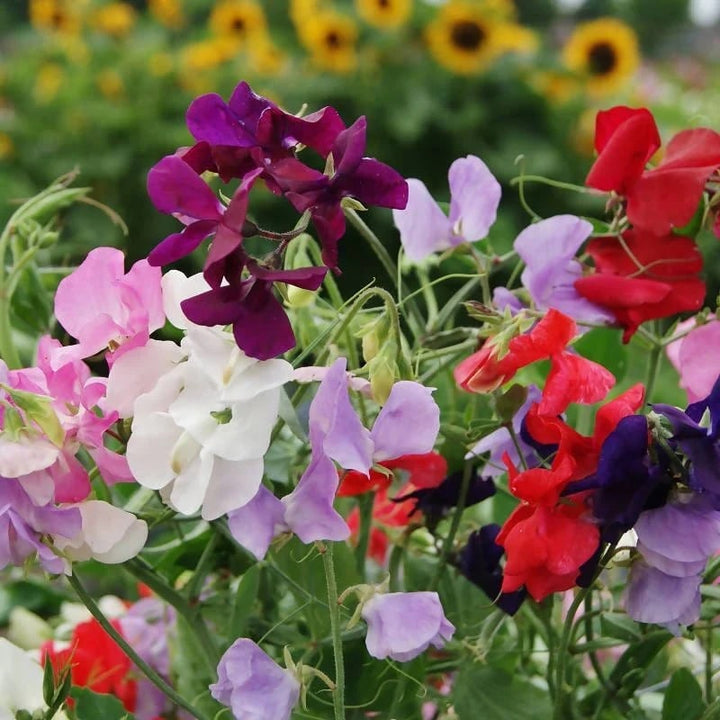 Mixed Sweet Pea Flower Seeds for Planting – Heirloom, Non-GMO, Premium Quality, High Germination