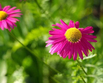 Pink Yellow Leucanthemum Flower Seeds for Planting – Heirloom Non-GMO, High Germination Organic Garden Seeds
