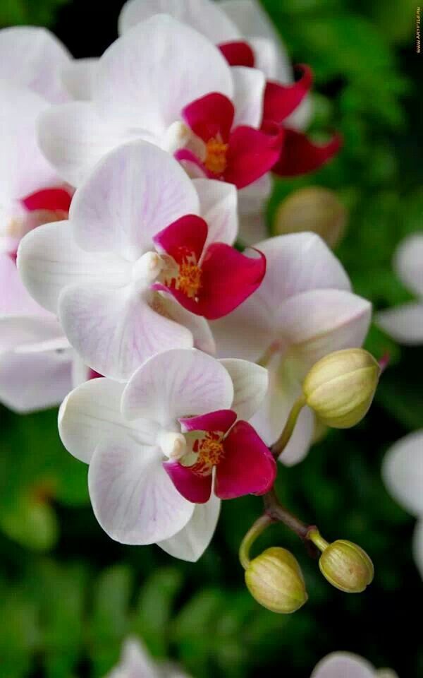 White Red Phalaenopsis Orchid Flower Seeds for Planting – Heirloom, Non-GMO, Low Maintenance, High Germination