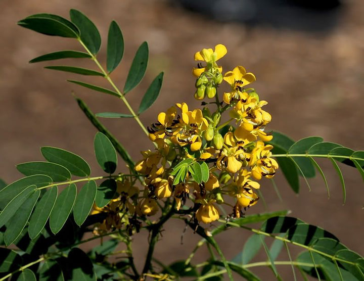 Bladder Senna Bush Herb Seeds for Planting – Heirloom, Non-GMO, Organic Garden Seeds with High Germination