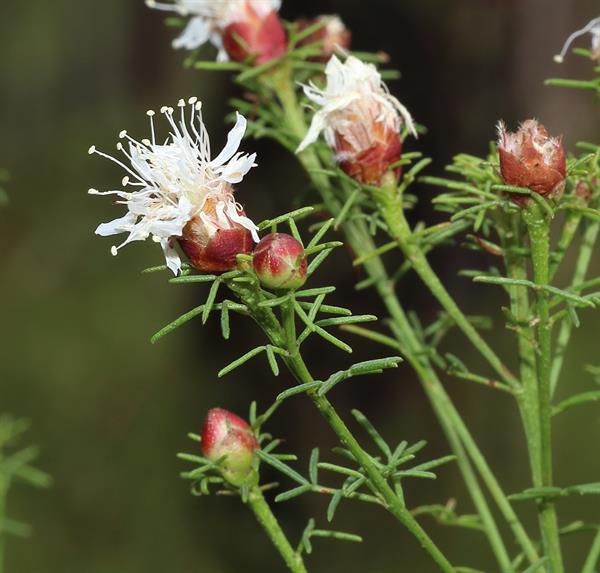 Dalea Pinnata Flower Seeds – Heirloom Non-GMO Compact Growth Garden Planting