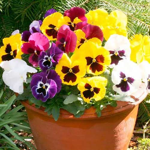 Mixed Pansy Swiss Flower Seeds for Planting – Heirloom Non-GMO, High Germination Organic Garden Seeds