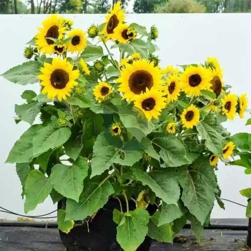 Mini SunFlower Seeds for Planting – Long Bloom Season, Heirloom, Non-GMO, High Germination Garden Seeds
