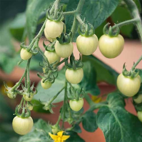 Tomato Seeds for Planting – Heirloom & Non-GMO Light Yellow Variety for Vibrant Dishes