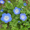 Nemophila menziesii (Baby Blue Eyes) Flower Seeds for Planting – Heirloom & Non-GMO Cool-Season Blooms for Borders and Wildflower Gardens