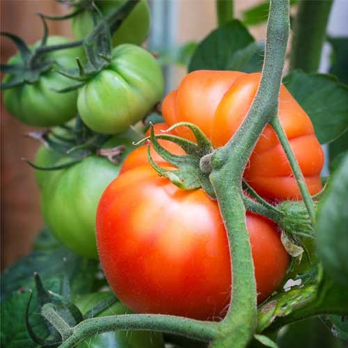 Red Beefsteak Tomato Vegetable Seeds for Planting – Heirloom & Non-GMO Garden Seeds