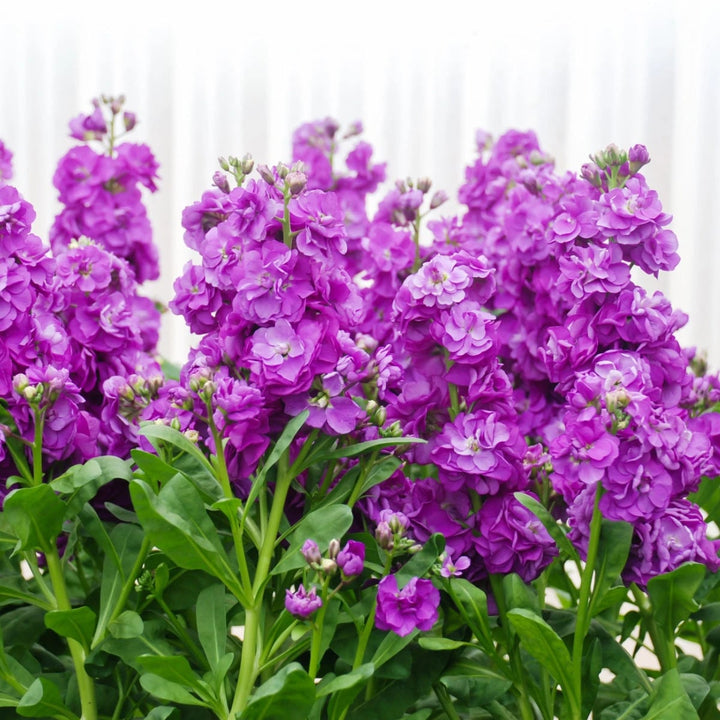 Violet Matthiola Incana Flower Seeds for Planting | Heirloom Non-GMO High Germination Organic Garden Seeds