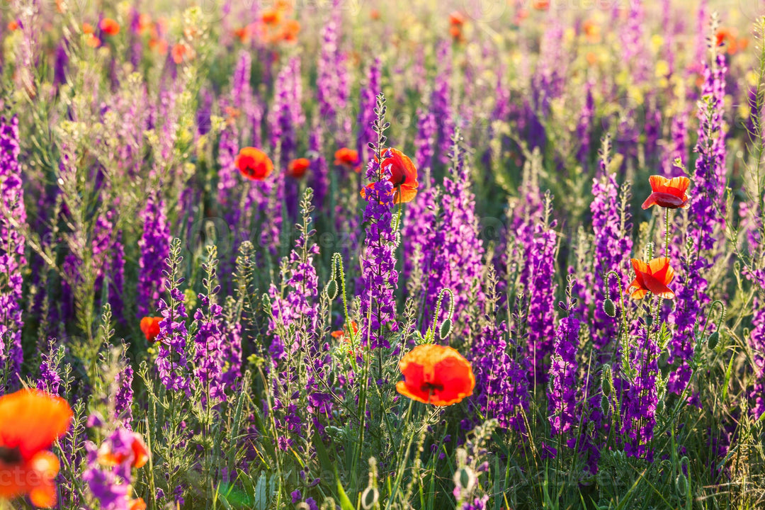 Lavender Barbara Flower Seeds for Planting – Heirloom Non-GMO, High Germination Organic Garden Seeds
