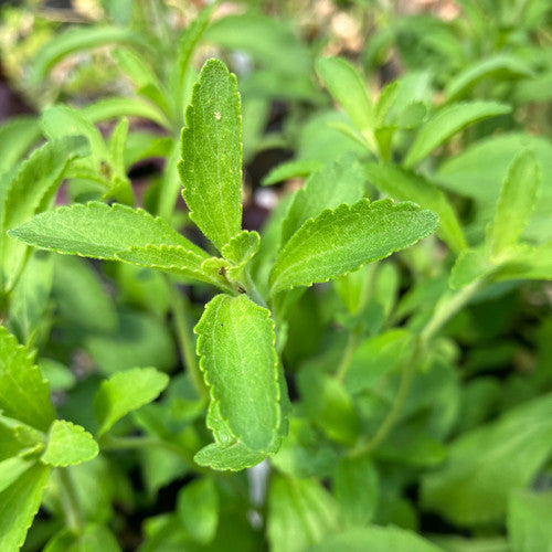 Starleaf Stevia Herb Seeds for Planting – Heirloom, Non-GMO, Organic Garden Seeds with High Germination