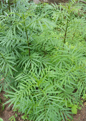 Huacatay Herb Seeds for Planting – Heirloom, Non-GMO, Organic Garden Seeds with High Germination for Culinary Use