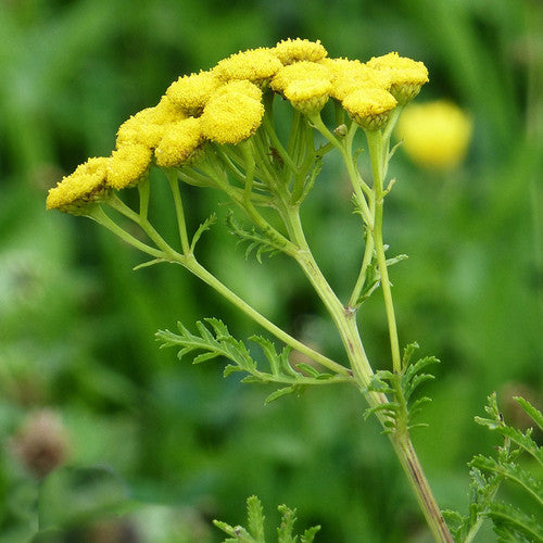 Tansy Herb Seeds (Tanacetum vulgare) for Planting – Heirloom, Non-GMO Medicinal & Companion Plant