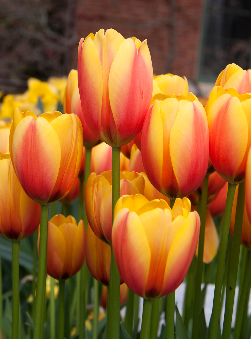 Orange Red Tulip Flower Seeds for Planting – Heirloom Non-GMO Organic Garden Seeds – Bright Blooms, High Germination