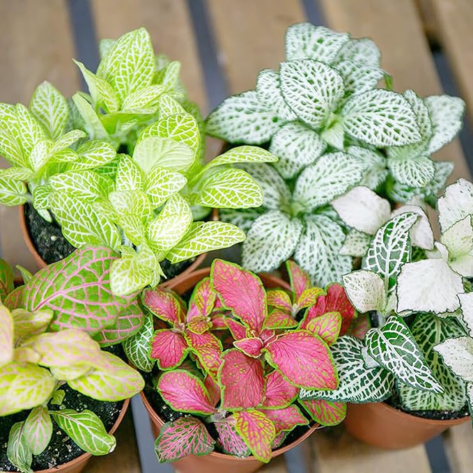 Mixed Fittonia Verschaffeltii Flower Seeds for Planting – Heirloom Non-GMO, High Germination Organic Garden Seeds