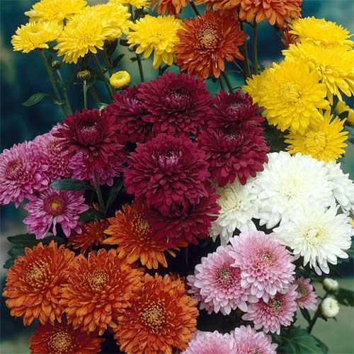 Mixed Colors Chrysanthemum Flower Seeds for Planting – Heirloom Non-GMO, High Germination Organic Garden Seeds