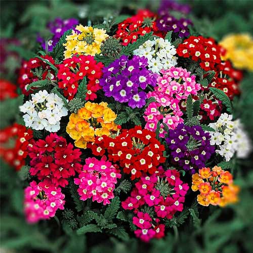 Verbena Chokecherry Flower seeds for Planting - Perfect for Borders, Heirloom & GMO Free Seeds for Home Garden, Non-GMO