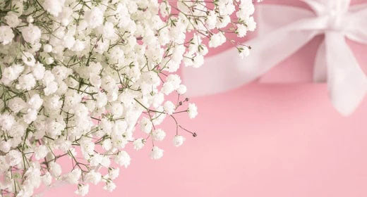 White Pretty Pastel Flower Seeds for Planting – Heirloom, Non-GMO, Sun Loving, High Germination