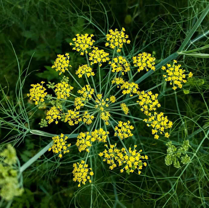 Fennel Flower Seeds for Planting – Heirloom Non-GMO, High Germination Organic Garden Seeds, Pollinator Friendly
