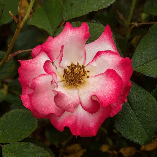 Betty Boop Rose Seeds – Heirloom Non-GMO, Compact Blooms for Home Gardens