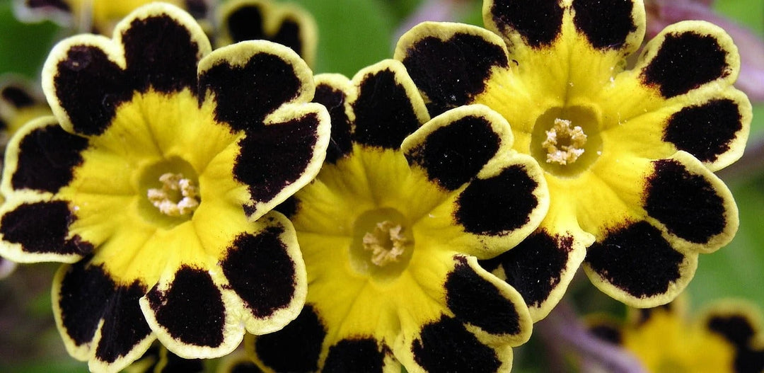 Yellow Black Primula Flower Seeds for Planting Heirloom Non-GMO High Germination