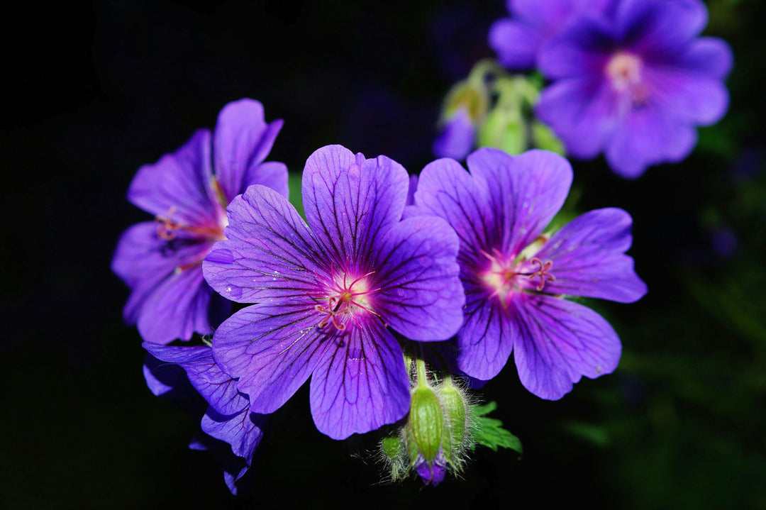 Geranium Purple Flower Seeds for Planting - 100 pcs - Seasonal Bloomer, Heirloom & GMO Free Seeds for Home Garden