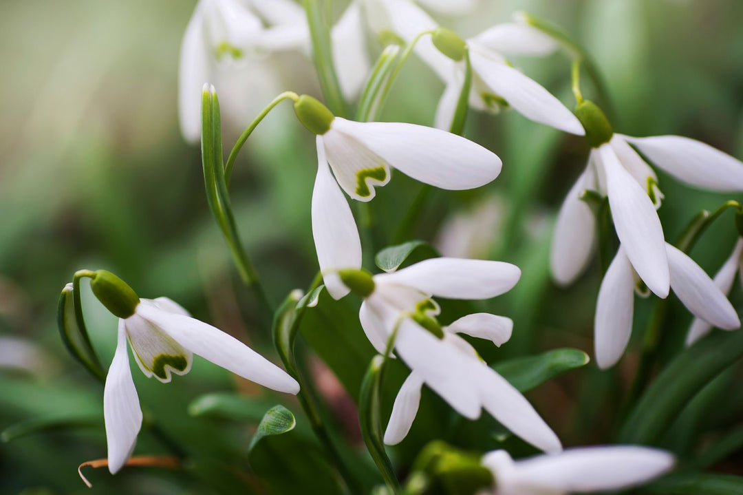 White Galanthus Nivalis Flower Seeds for Planting – Heirloom Non-GMO, High Germination Organic Garden Seeds
