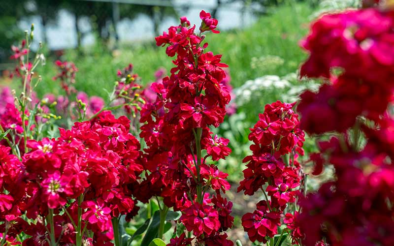 Red Mini Matthiola Incana Seeds for Planting – Heirloom, Non-GMO, High Germination Organic Garden Seeds