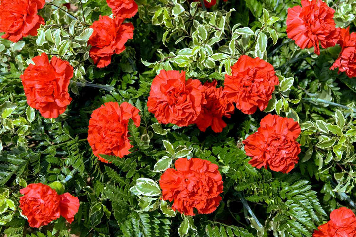 Red Carnations Flower Seeds for Planting – Heirloom, Non-GMO, Hardy Variety, High Germination Seeds