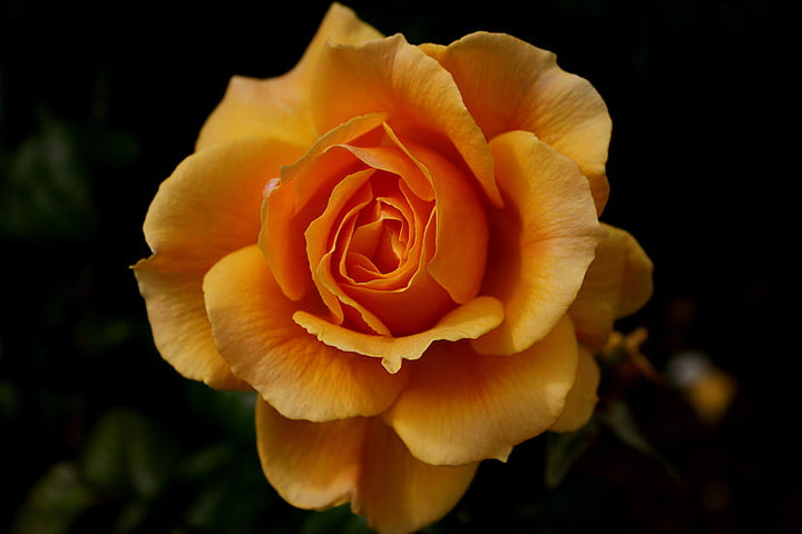 Dark Yellow Rose Flower Seeds for Planting – Non-GMO, Heirloom Garden Seeds Perfect for Borders