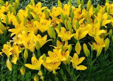 Yellow Lilium Brownii Flower Seeds for Planting – Heirloom, Non-GMO, High Germination Organic Garden Seeds