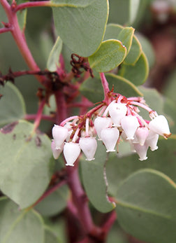 Whiteleaf Manzanita Flower Seeds for Planting – Heirloom, Non-GMO, Low Maintenance Organic Garden Seeds