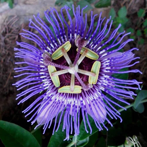 Violet Passiflora Flower Seeds for Planting - Heirloom, Non-GMO, High Germination Organic Garden Seeds