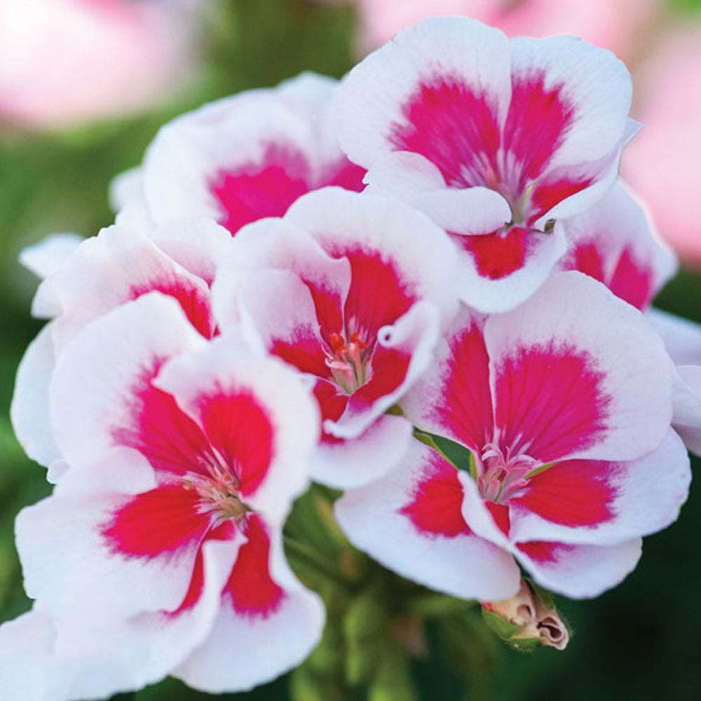 Pink White Univalve Geranium Flower Seeds – Heirloom, Non-GMO, High Germination Seeds for Planting