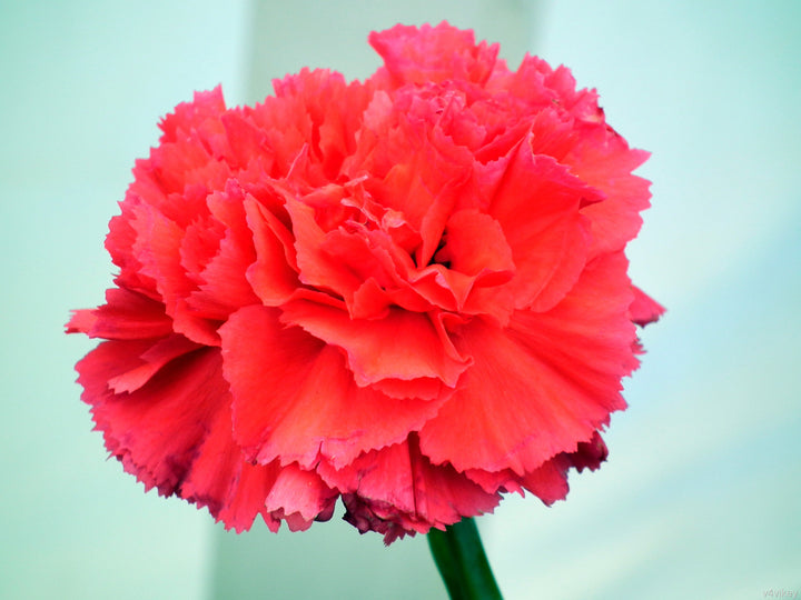 Light Red Carnation Flower Seeds for Planting (100 pcs) - Heirloom, Shade Tolerant, Non-GMO, High Germination