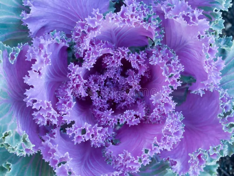 Violet Sky Blue Brassica Oleracea Flower Seeds for Planting – Heirloom, Non-GMO, High Germination Organic Seeds