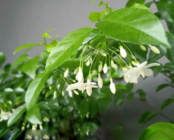 White Mok Flower Seeds for Planting – Hardy Variety Heirloom Non-GMO, High Germination Organic Garden Seeds