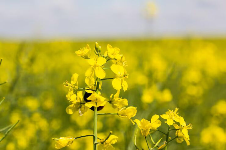 Yellow Edible Rape Flower Seeds for Planting – Heirloom Non-GMO, High Germination Organic Garden Seeds
