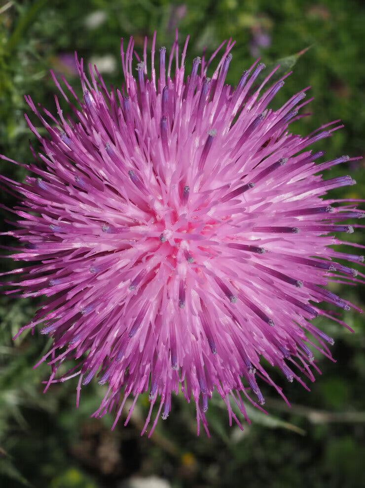 Pink Arctium Lappa Flower Seeds for Planting – Heirloom Non-GMO, High Germination Organic Garden Seeds