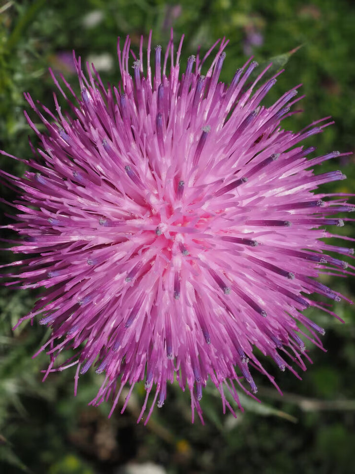 Pink Arctium Lappa Flower Seeds for Planting – Heirloom Non-GMO, High Germination Organic Garden Seeds