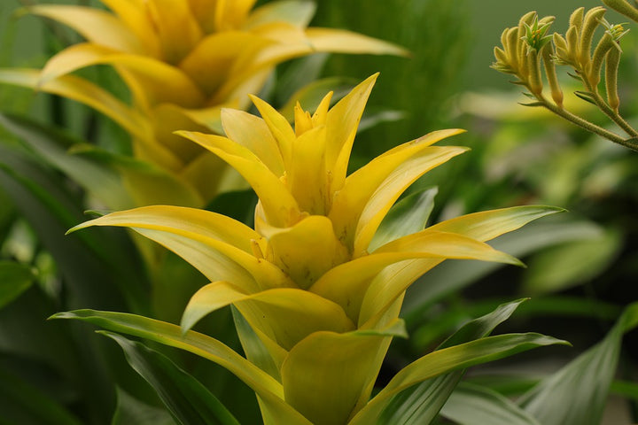 Yellow Bromeliad Seeds – Heirloom, Non-GMO, High Germination Organic Garden Seeds for Planting