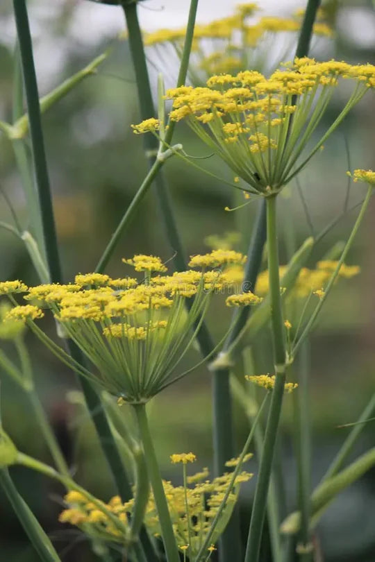 Anise Herb Seeds for Planting – Heirloom, Non-GMO (Pimpinella anisum) Seeds for Culinary & Medicinal Gardens